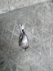 Streptopelia senegalensis