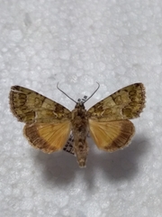 Polyphaenis sericata