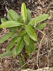 Magnolia grandiflora