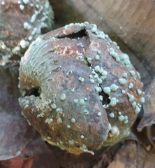 Monilinia