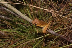 Boana multifasciata