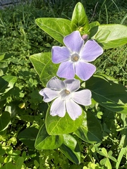 Vinca difformis
