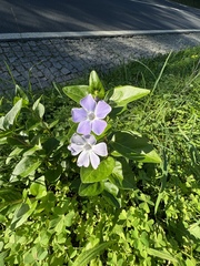 Vinca difformis