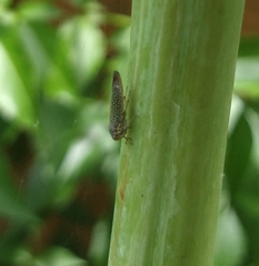 Proconiini