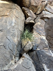 Dasylirion leiophyllum