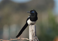 Pica mauritanica