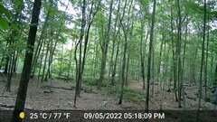 Odocoileus virginianus