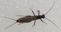 Capniidae