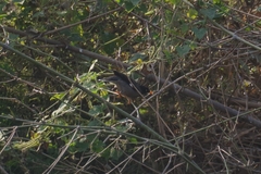 Acridotheres fuscus