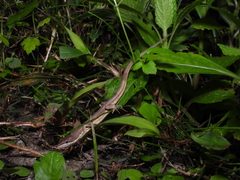 Takydromus luyeanus