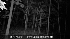 Odocoileus virginianus