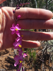 Ixia scillaris scillaris