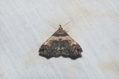 Bertula abjudicalis
