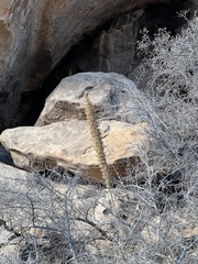 Dasylirion leiophyllum