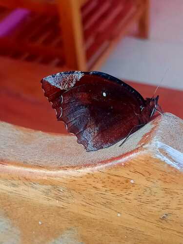 Photo of Common Palmfly (Elymnias hypermnestra)