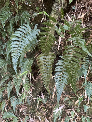 Thelypteris gracilescens iNat (1)