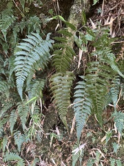 Metathelypteris gracilescens