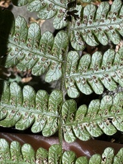 Metathelypteris gracilescens