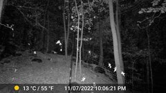 Odocoileus virginianus