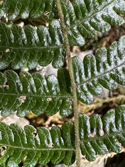 Metathelypteris gracilescens