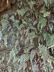 Metathelypteris gracilescens