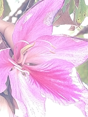 Bauhinia variegata