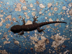 Hemidactylus bowringii