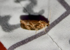 Phaecasiophora confixana