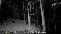 Odocoileus virginianus