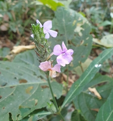 Eranthemum tetragonum
