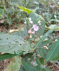 Eranthemum tetragonum