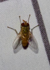 Ormia