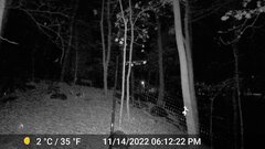 Odocoileus virginianus