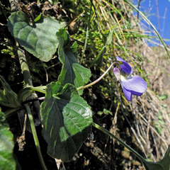 Viola suavis