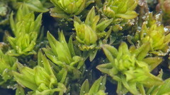 Nyholmiella obtusifolia