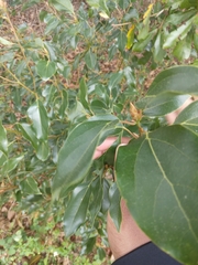 Cinnamomum