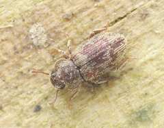 Colydiinae