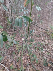 Cinnamomum