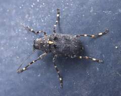 Anthribidae