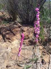 Ixia scillaris scillaris