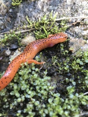 Pseudotriton ruber ruber