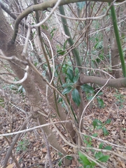 Cinnamomum