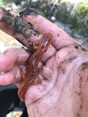 Pseudotriton ruber ruber