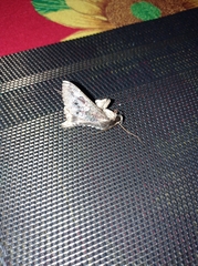 Sphingomorpha chlorea