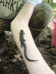 Plethodon mississippi