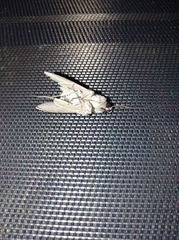 Sphingomorpha chlorea