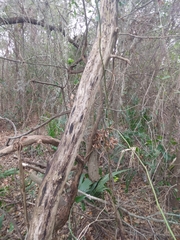 Cinnamomum