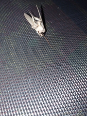 Sphingomorpha chlorea