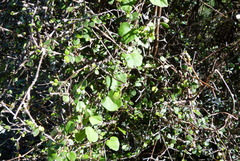 Calystegia tuguriorum