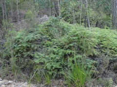 Gleichenia polypodioides